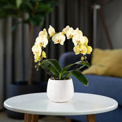 Lymington: Large Hoop Orchid - Love Orchids