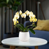 Lymington: Large Hoop Orchid