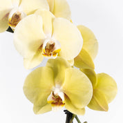 Lymington: Large Hoop Orchid - Love Orchids