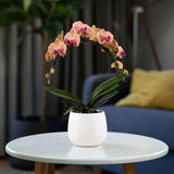 Lymington: Large Hoop Orchid