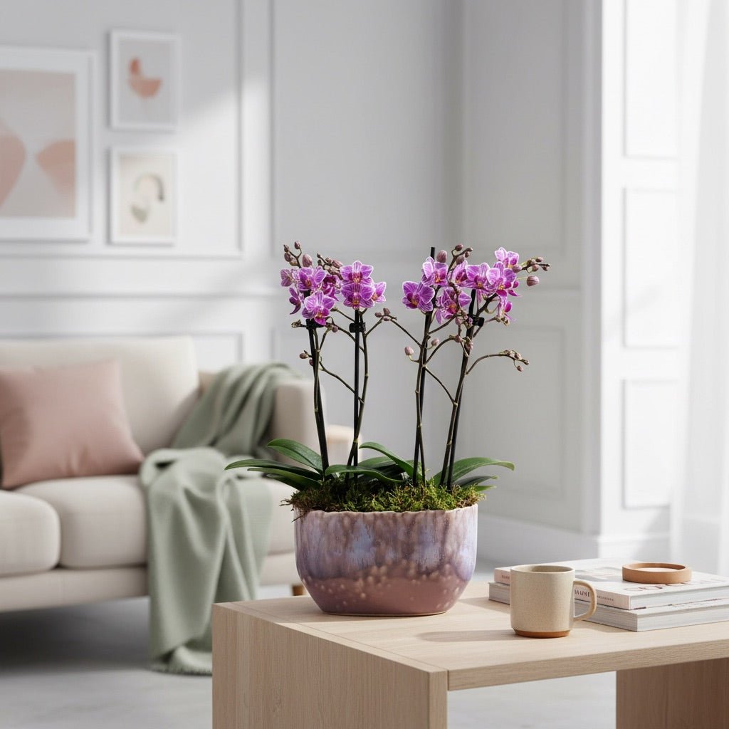 Milford: Mini Orchid Planter - Love Orchids