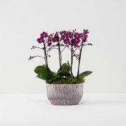 Milford: Mini Orchid Planter - Love Orchids