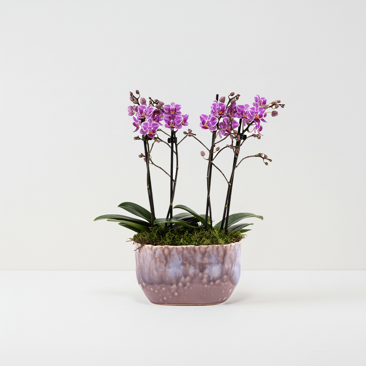 Milford: Mini Orchid Planter - Love Orchids
