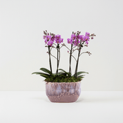 Milford: Mini Orchid Planter - Love Orchids