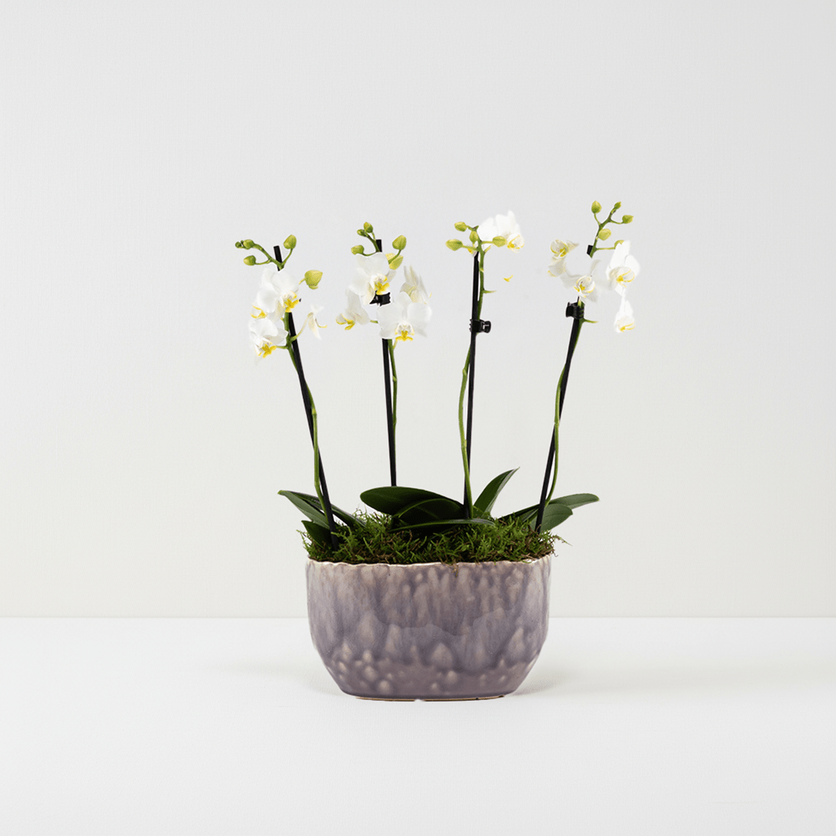 Milford: Mini Orchid Planter - Love Orchids