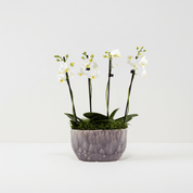 Milford: Mini Orchid Planter - Love Orchids
