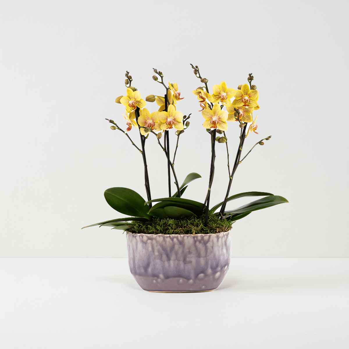 Milford: Mini Orchid Planter - Love Orchids
