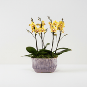Milford: Mini Orchid Planter - Love Orchids