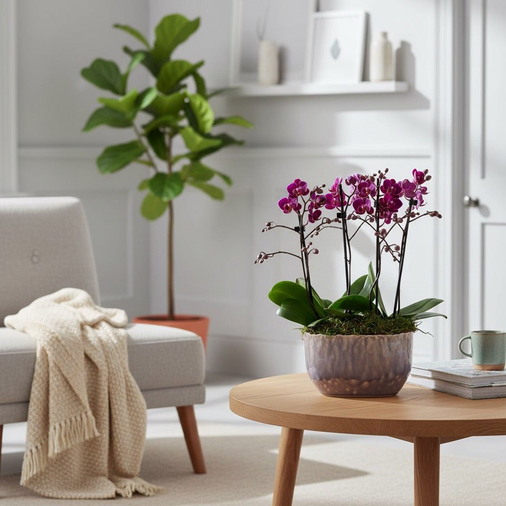 Milford: Mini Orchid Planter - Love Orchids