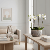 Milford: Mini Orchid Planter - Love Orchids