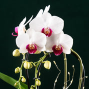Mini Christmas Cascade - Love Orchids