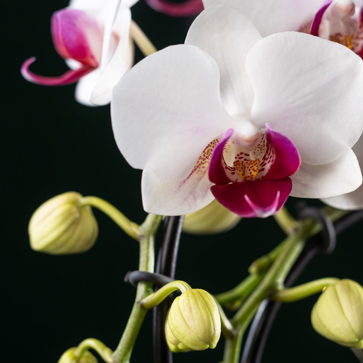 Mini Christmas Cascade - Love Orchids