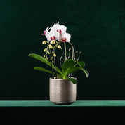 Mini Christmas Cascade - Love Orchids