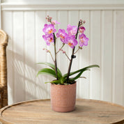 Mudeford: Mini Orchid Ceramic Blush - Love Orchids
