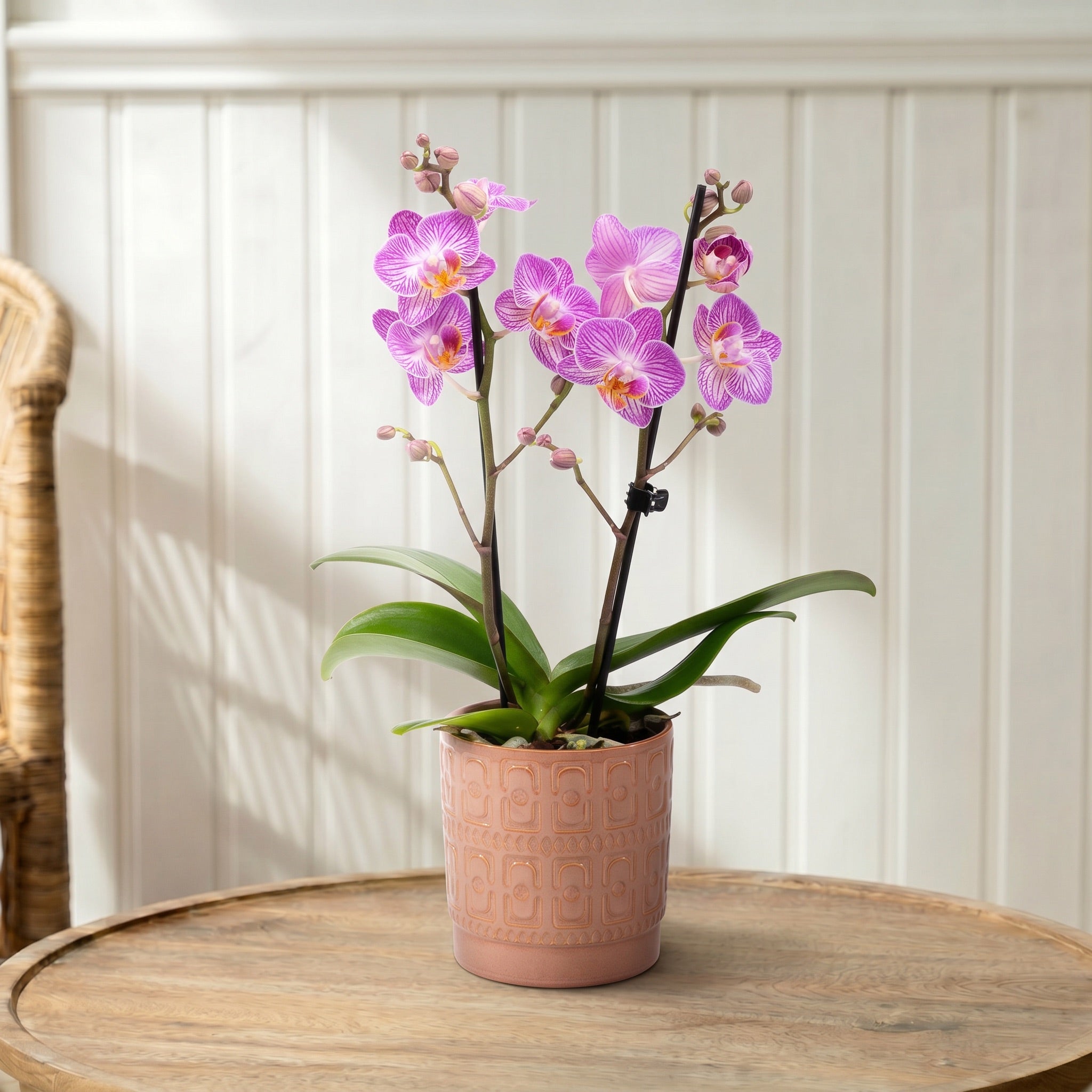 Mudeford: Mini Orchid Ceramic Blush - Love Orchids