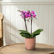 Mudeford: Mini Orchid Ceramic Blush - Love Orchids