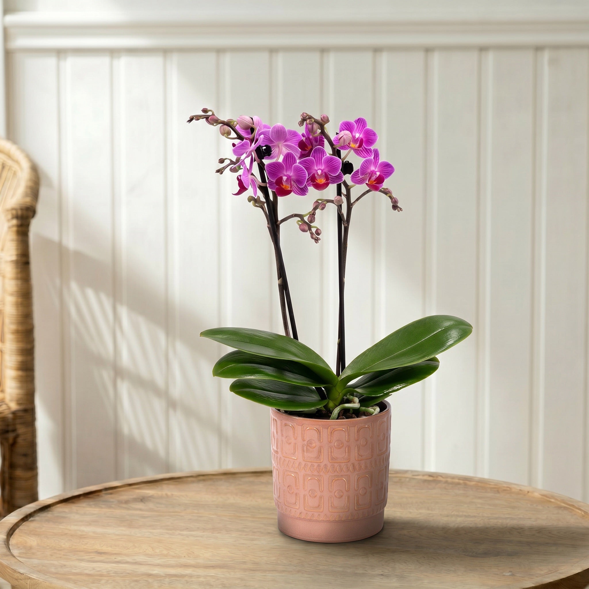 Mudeford: Mini Orchid Ceramic Blush - Love Orchids