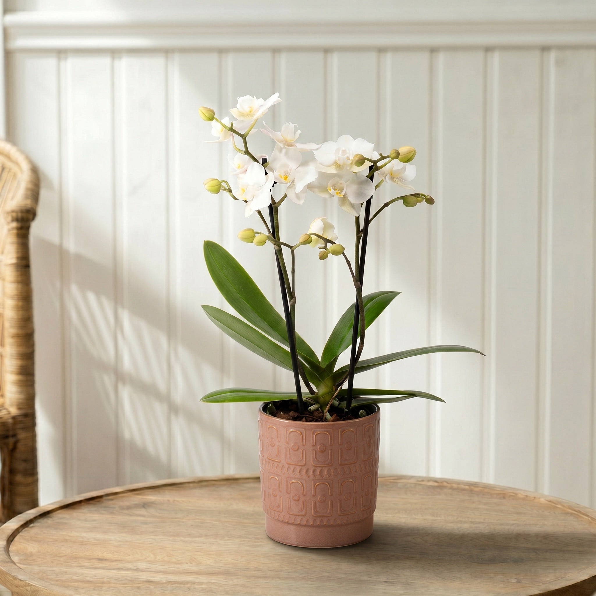 Mudeford: Mini Orchid Ceramic Blush - Love Orchids