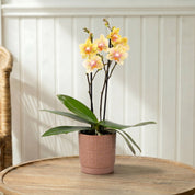 Mudeford: Mini Orchid Ceramic Blush - Love Orchids