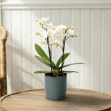Mudeford: Mini Orchid Ceramic Ocean