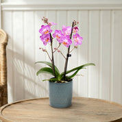 Mudeford: Mini Orchid Ceramic Ocean - Love Orchids