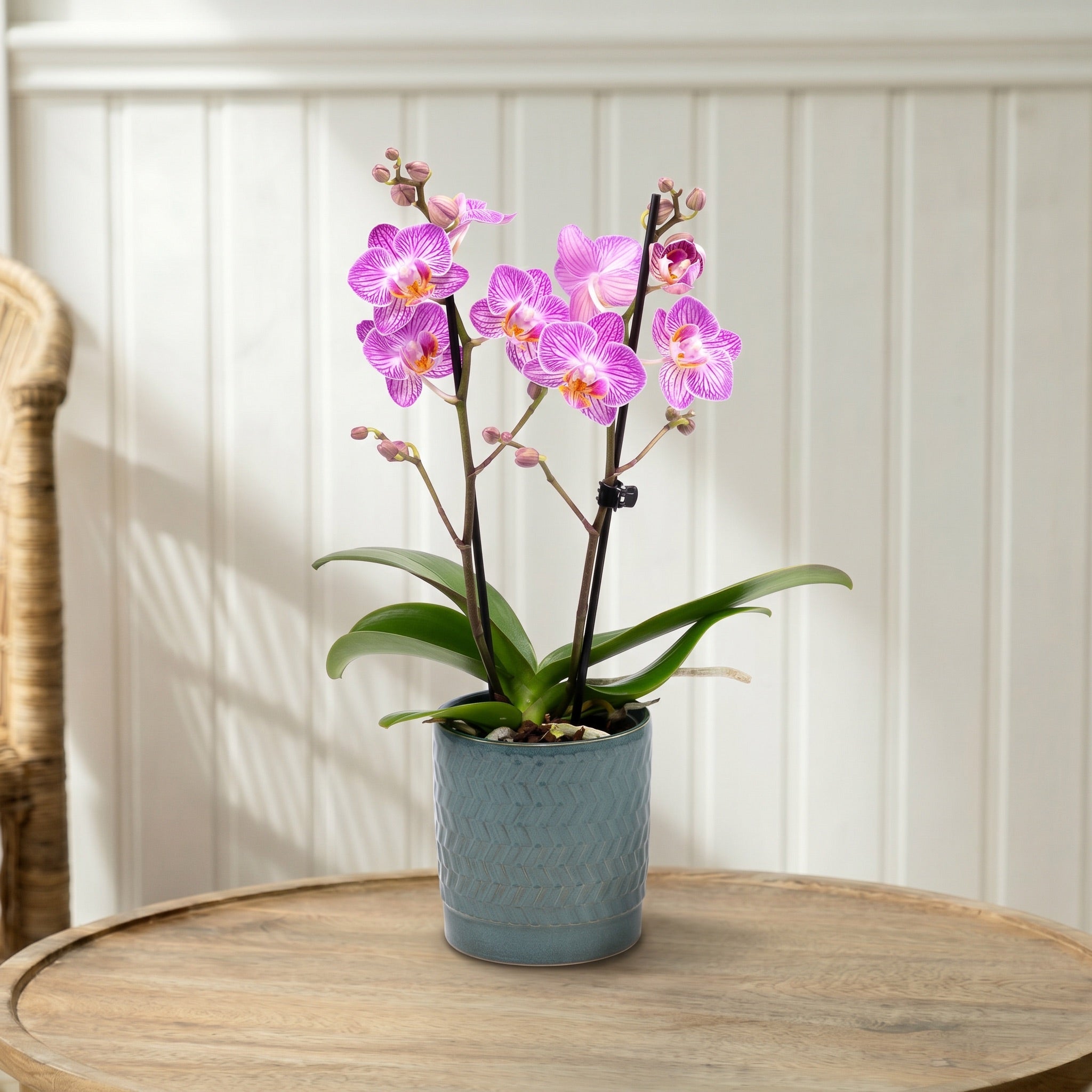 Mudeford: Mini Orchid Ceramic Ocean - Love Orchids