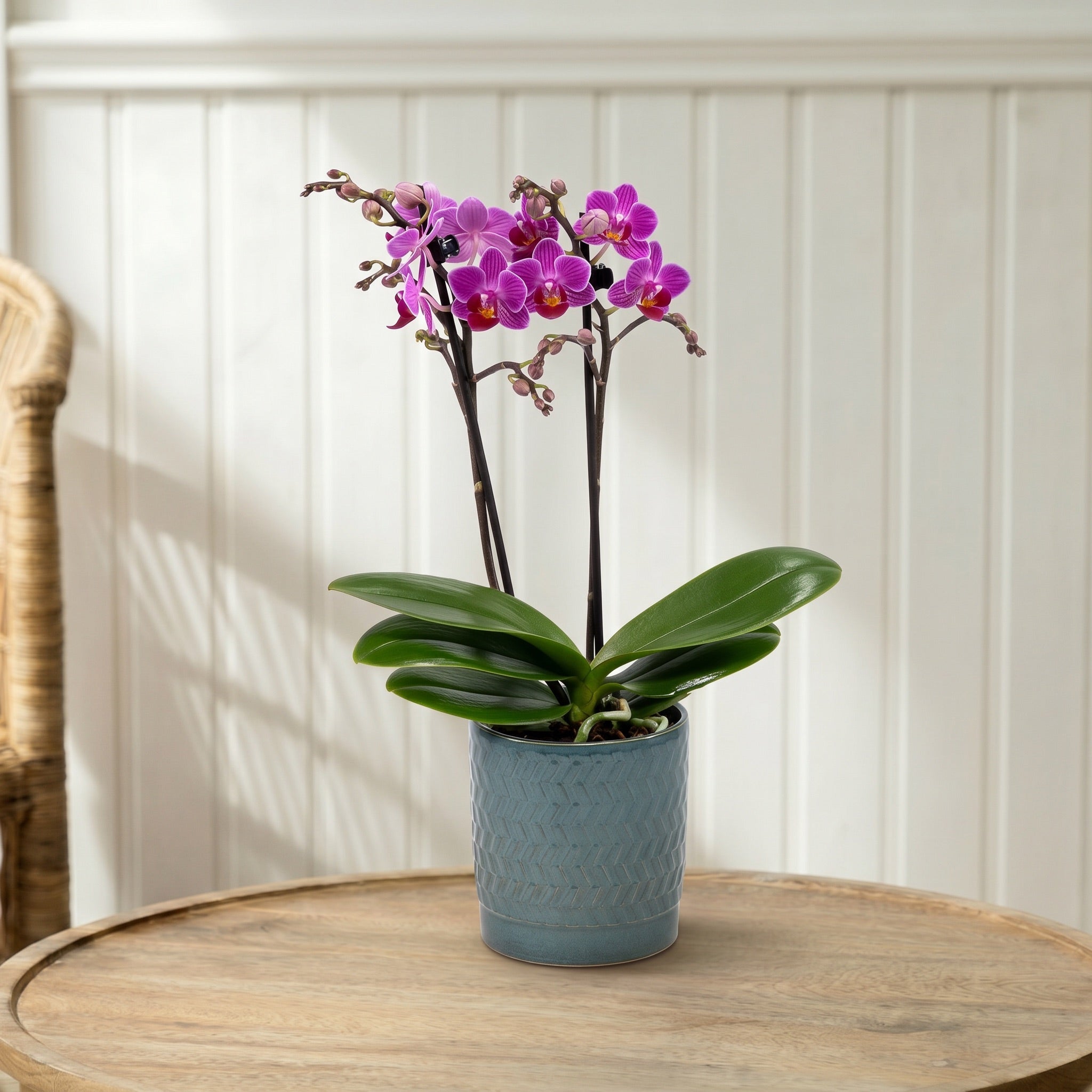 Mudeford: Mini Orchid Ceramic Ocean - Love Orchids