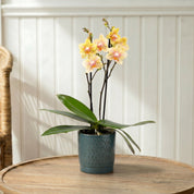 Mudeford: Mini Orchid Ceramic Ocean - Love Orchids