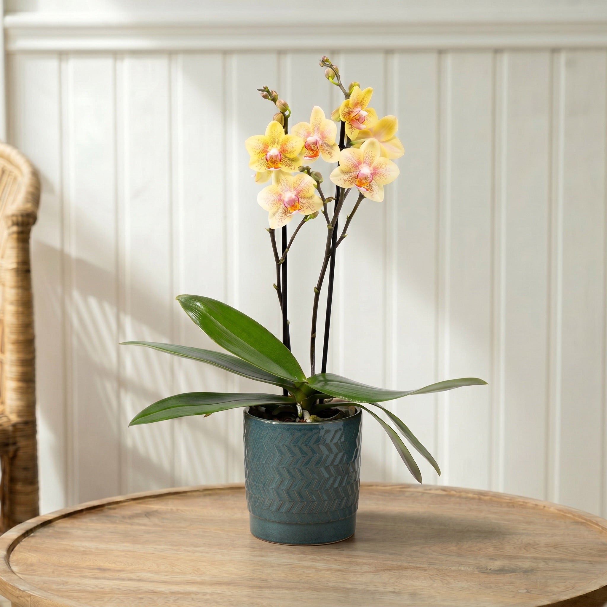 Mudeford: Mini Orchid Ceramic Ocean - Love Orchids