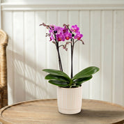 Mudeford: Mini Orchid Ceramic Off White - Love Orchids