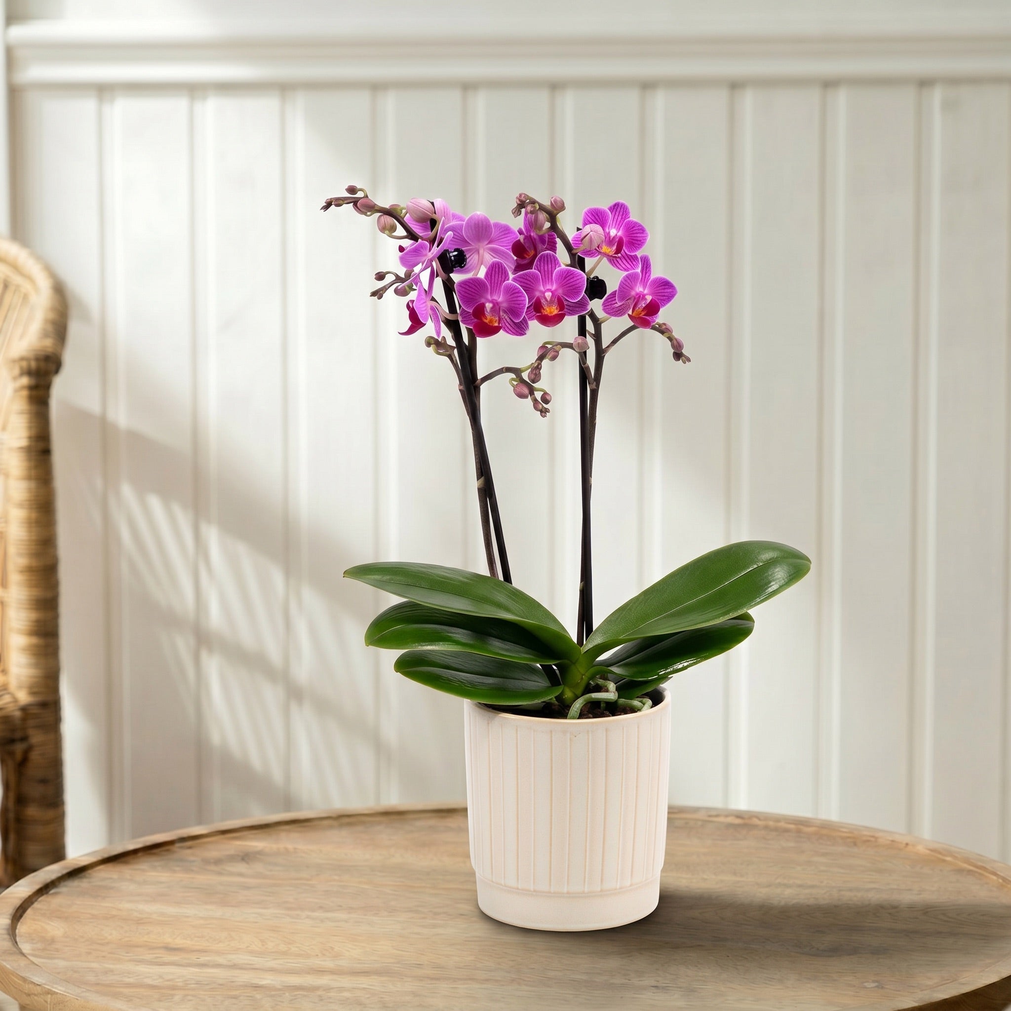 Mudeford: Mini Orchid Ceramic Off White - Love Orchids
