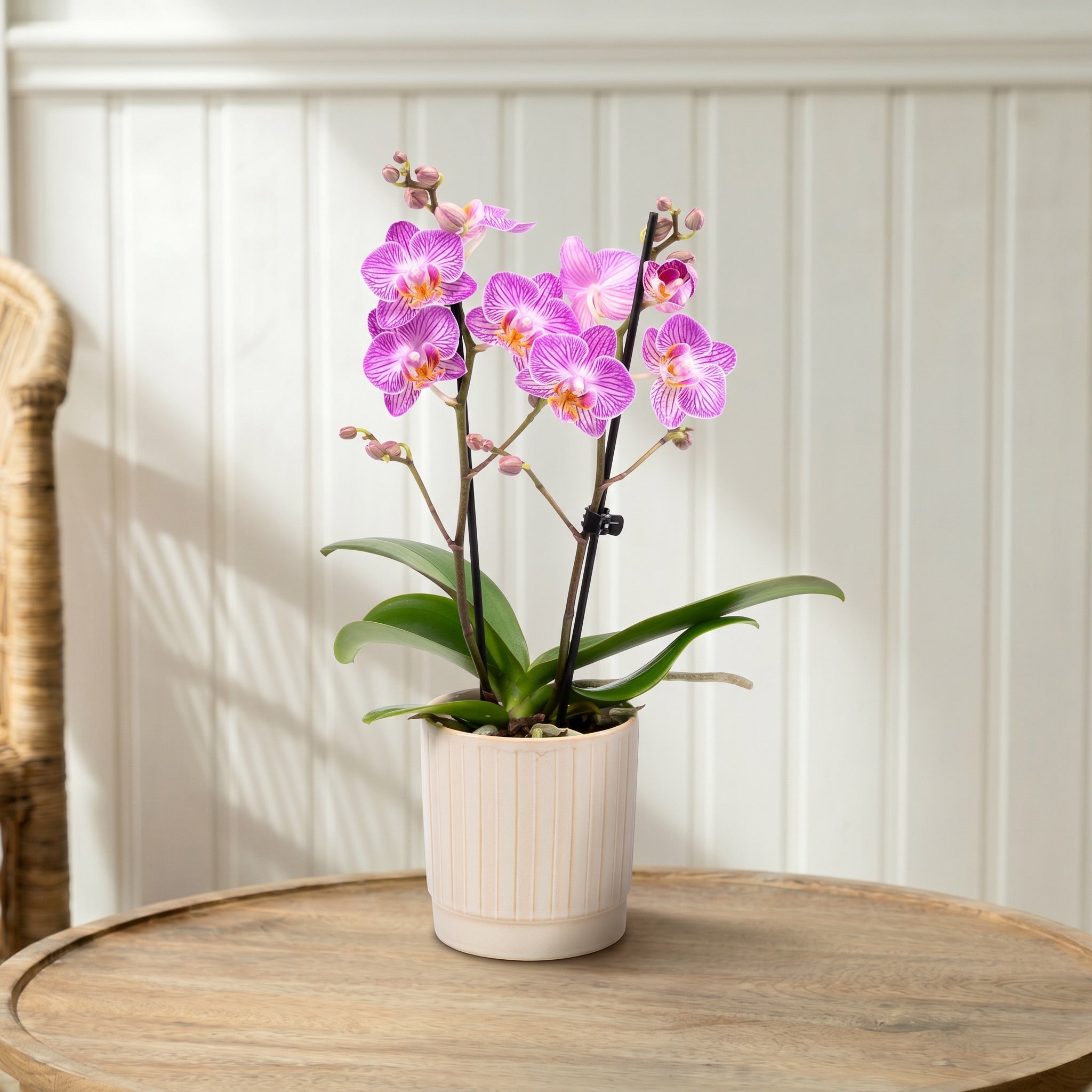 Mudeford: Mini Orchid Ceramic Off White - Love Orchids