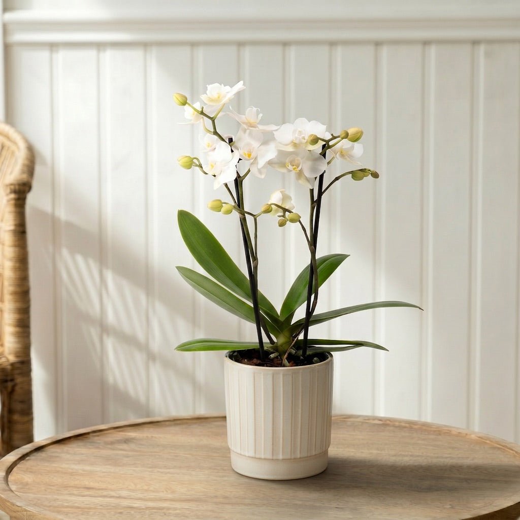 Mudeford: Mini Orchid Ceramic Off White - Love Orchids