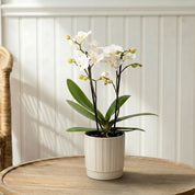 Mudeford: Mini Orchid Ceramic Off White - Love Orchids