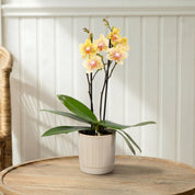 Mudeford: Mini Orchid Ceramic Off White - Love Orchids