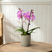 Mudeford: Mini Orchid Ceramic Sage - Love Orchids