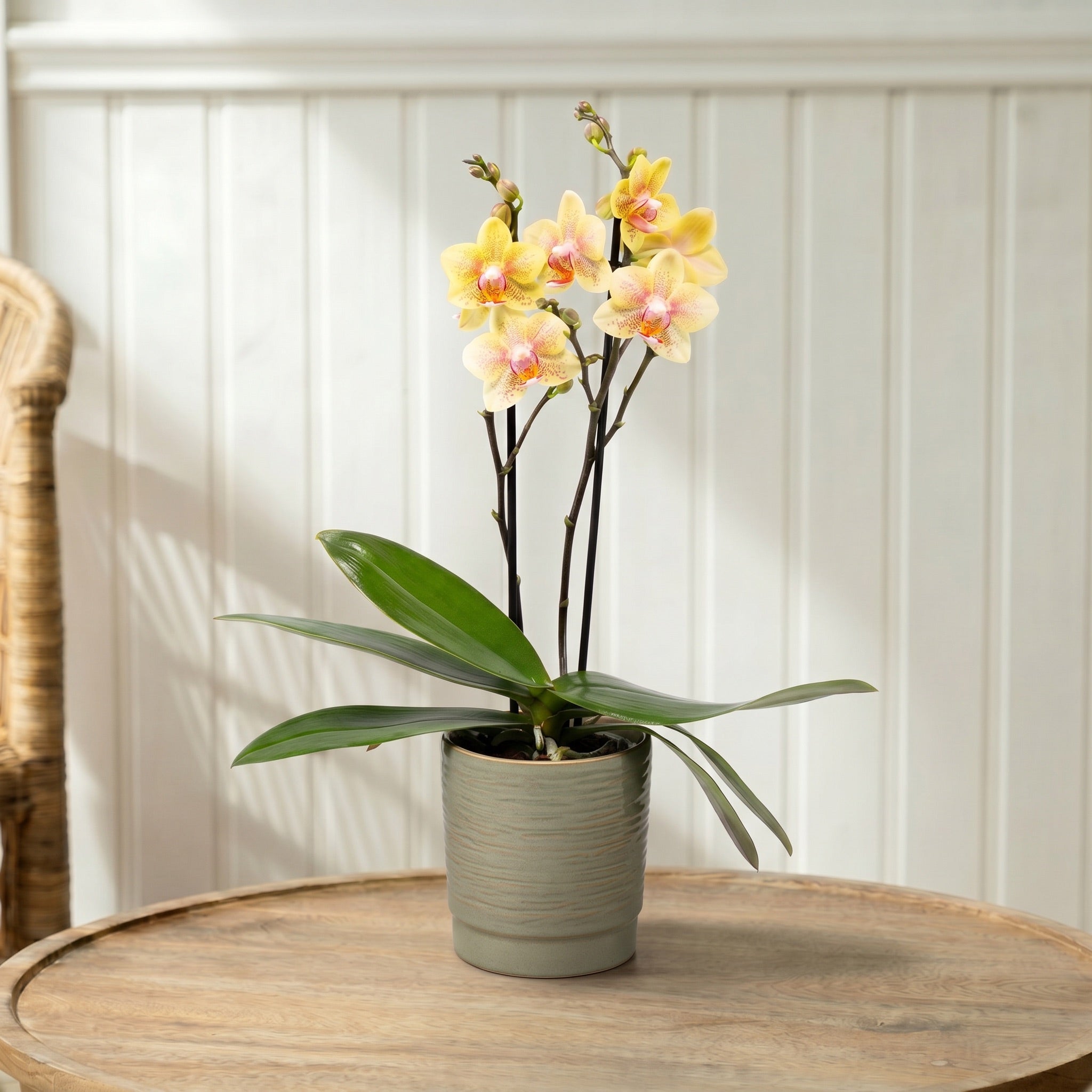 Mudeford: Mini Orchid Ceramic Sage - Love Orchids