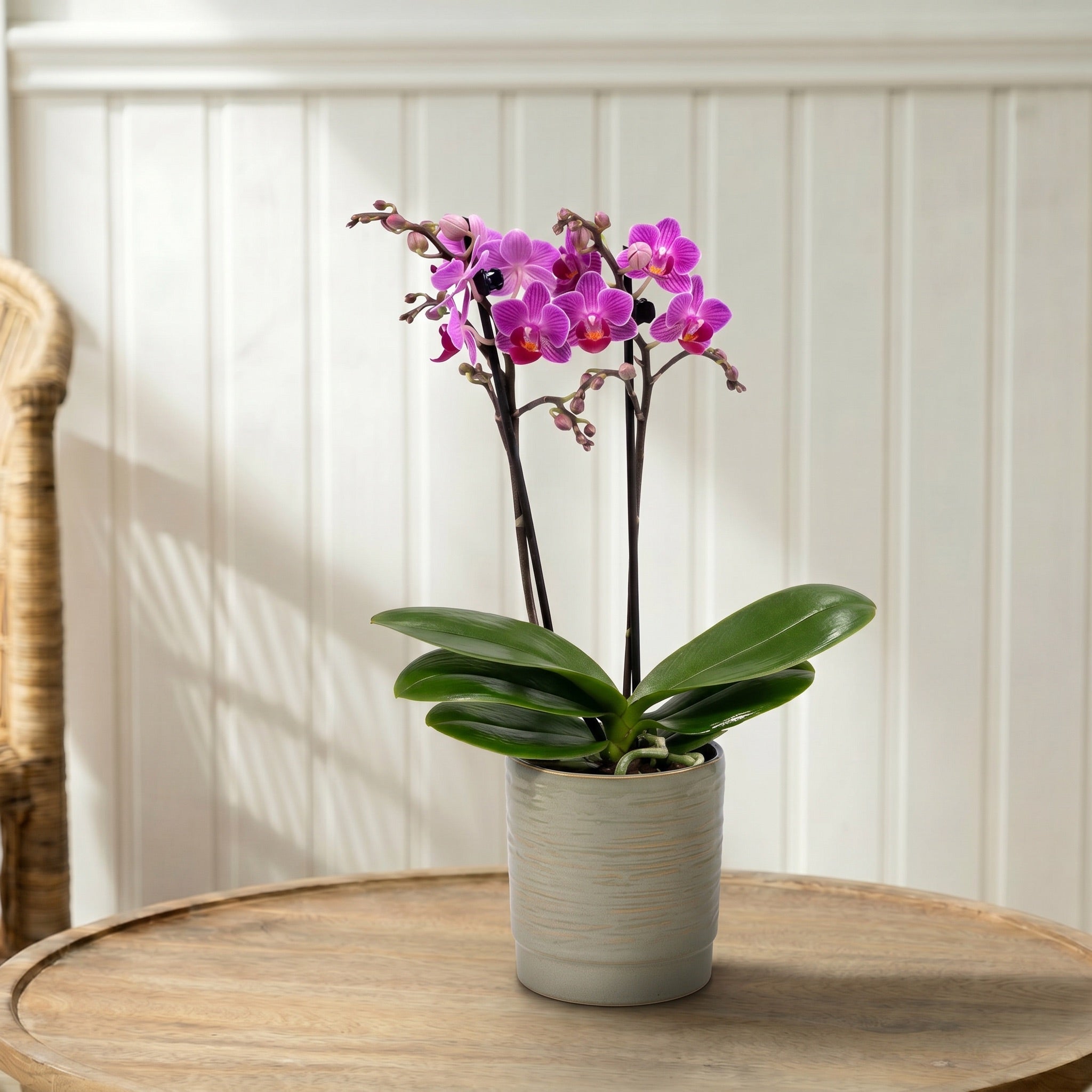 Mudeford: Mini Orchid Ceramic Sage - Love Orchids