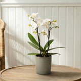 Mudeford: Mini Orchid Ceramic Sage