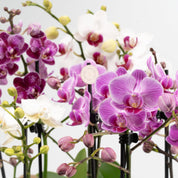 Multi Pack: Mini Orchids - Love Orchids