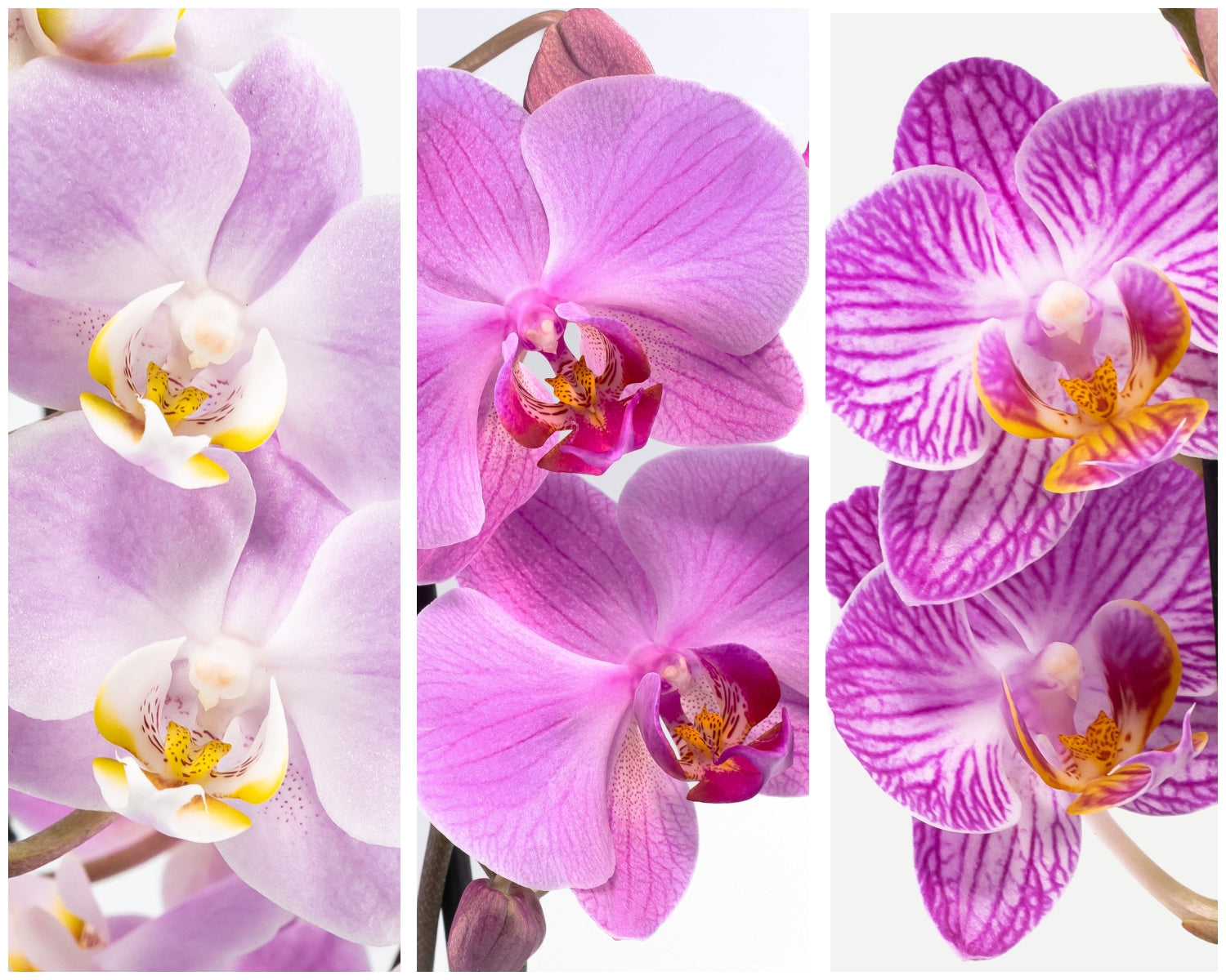 Pink orchids