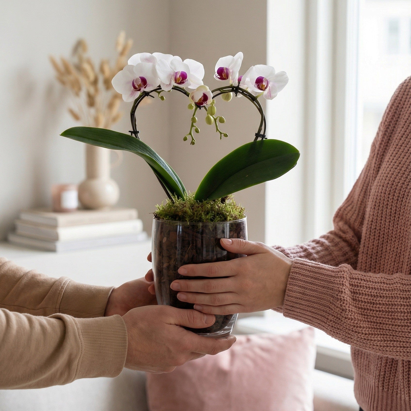 Sweet Heart Mini Orchid - Love Orchids