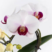 Sweet Heart Orchid Gift Set - Love Orchids
