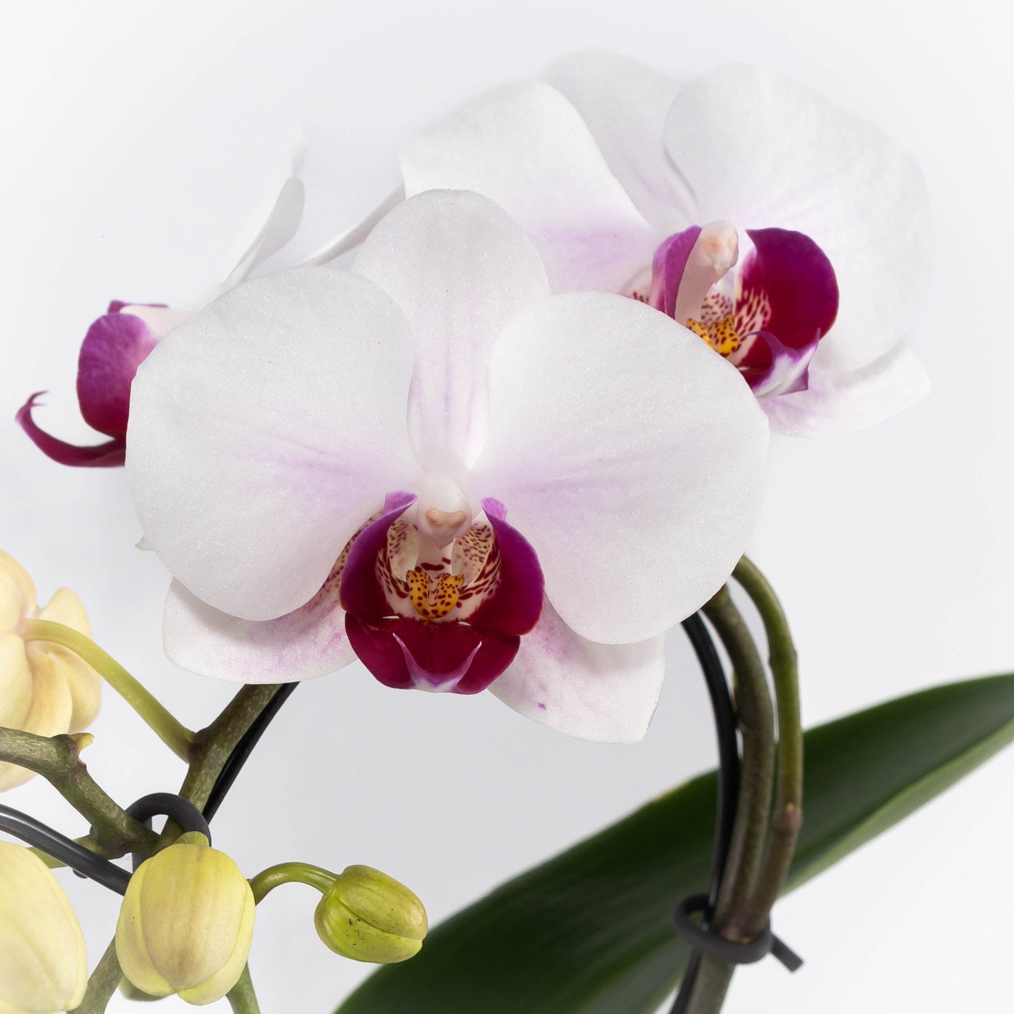 Sweet Heart Orchid Gift Set - Love Orchids