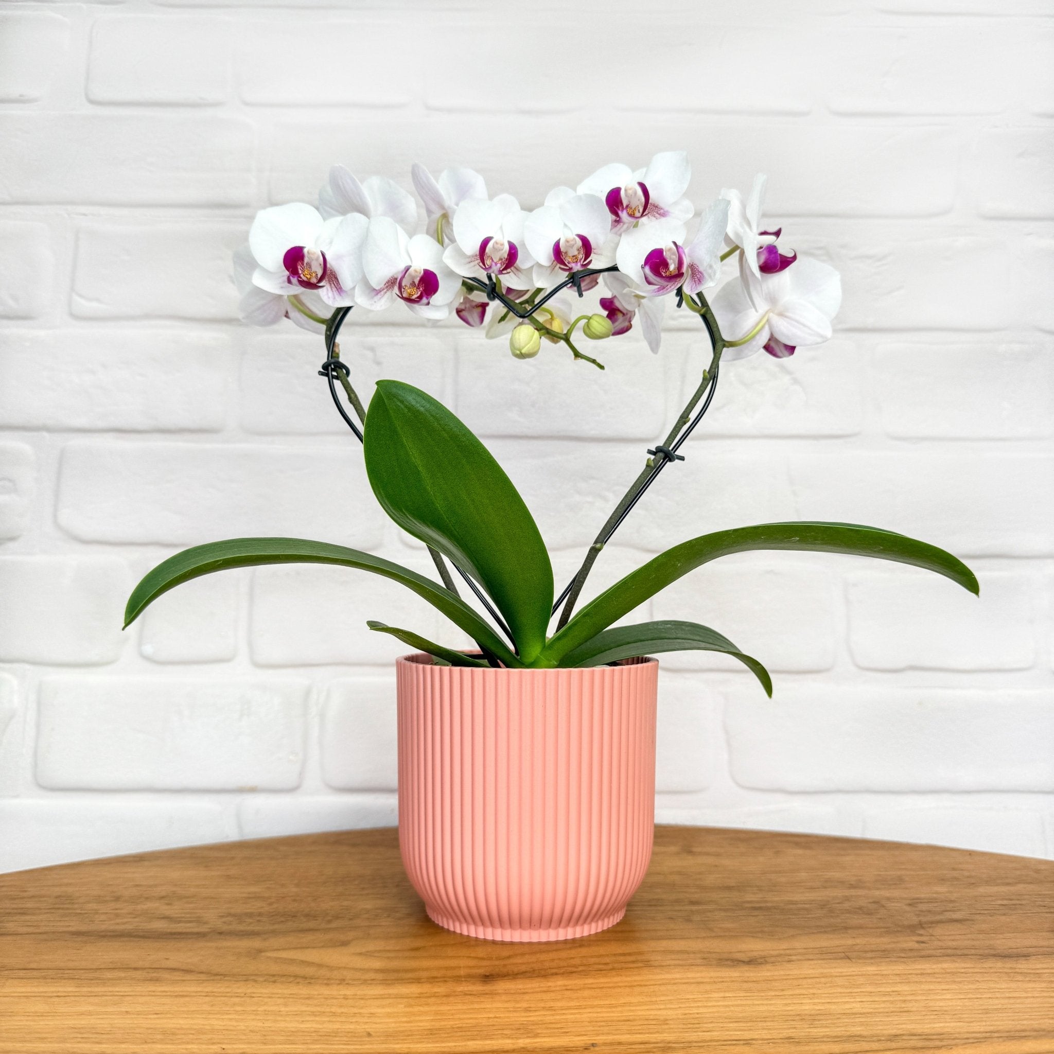 Sweet Heart: Heart shaped white and pink mini orchid - Love Orchids