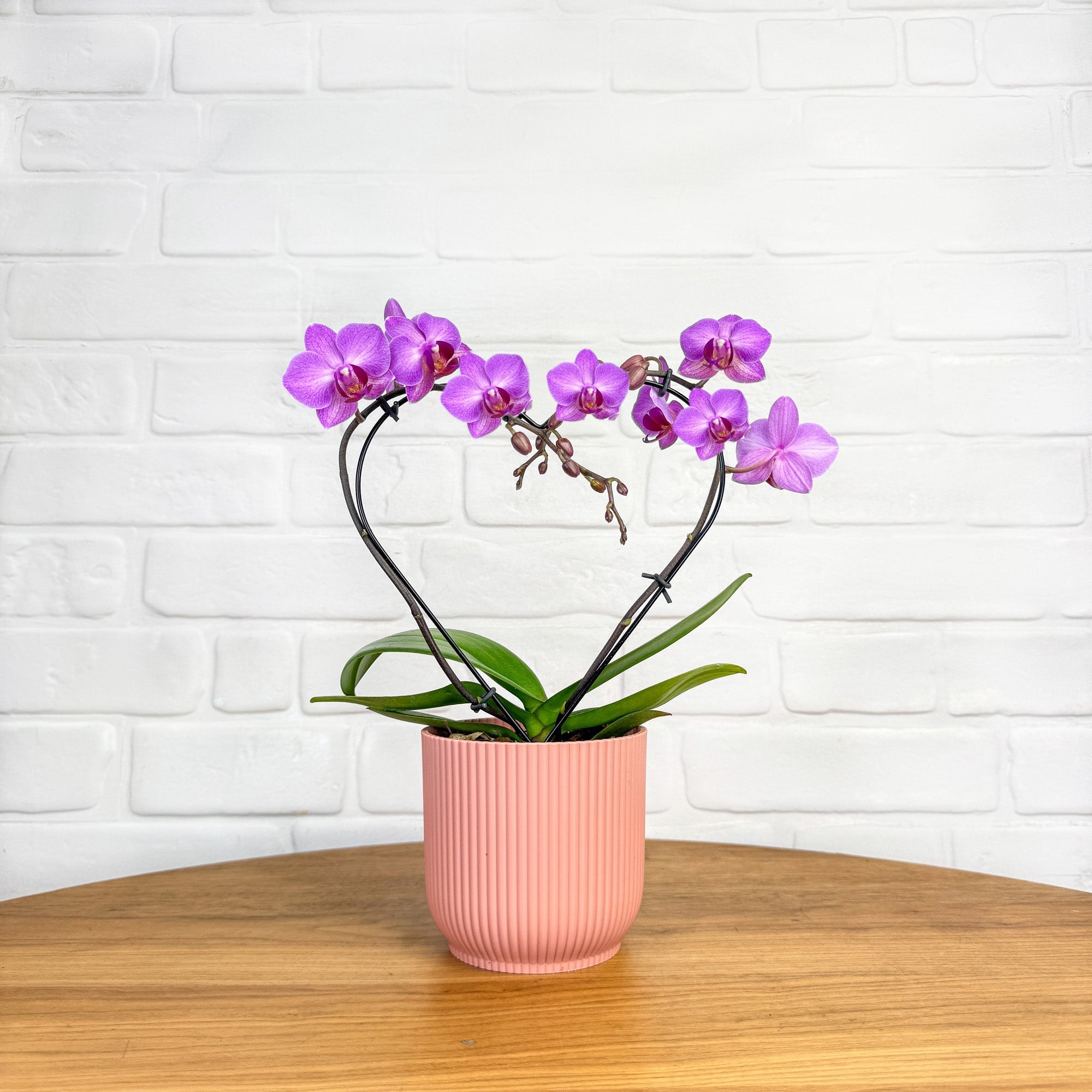 Sweet Heart: Heart shaped purple mini orchid- Love Orchids