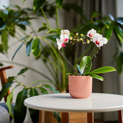 Sweet Heart: Heart shaped white and pink mini orchid- Love Orchids