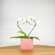 Sweet Heart: Heart shaped white mini orchid - Love Orchids