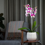 The Collectors: Barcelona - Love Orchids