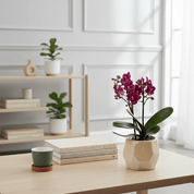 The Collectors: Chamonix - Love Orchids